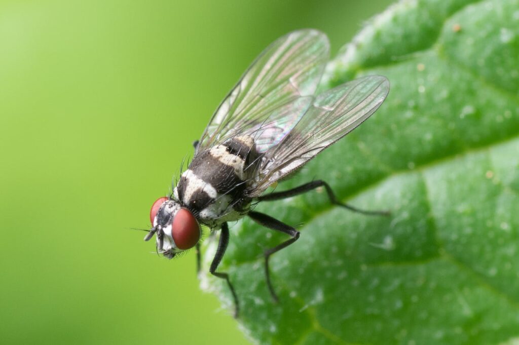 Flies Pest Control UK